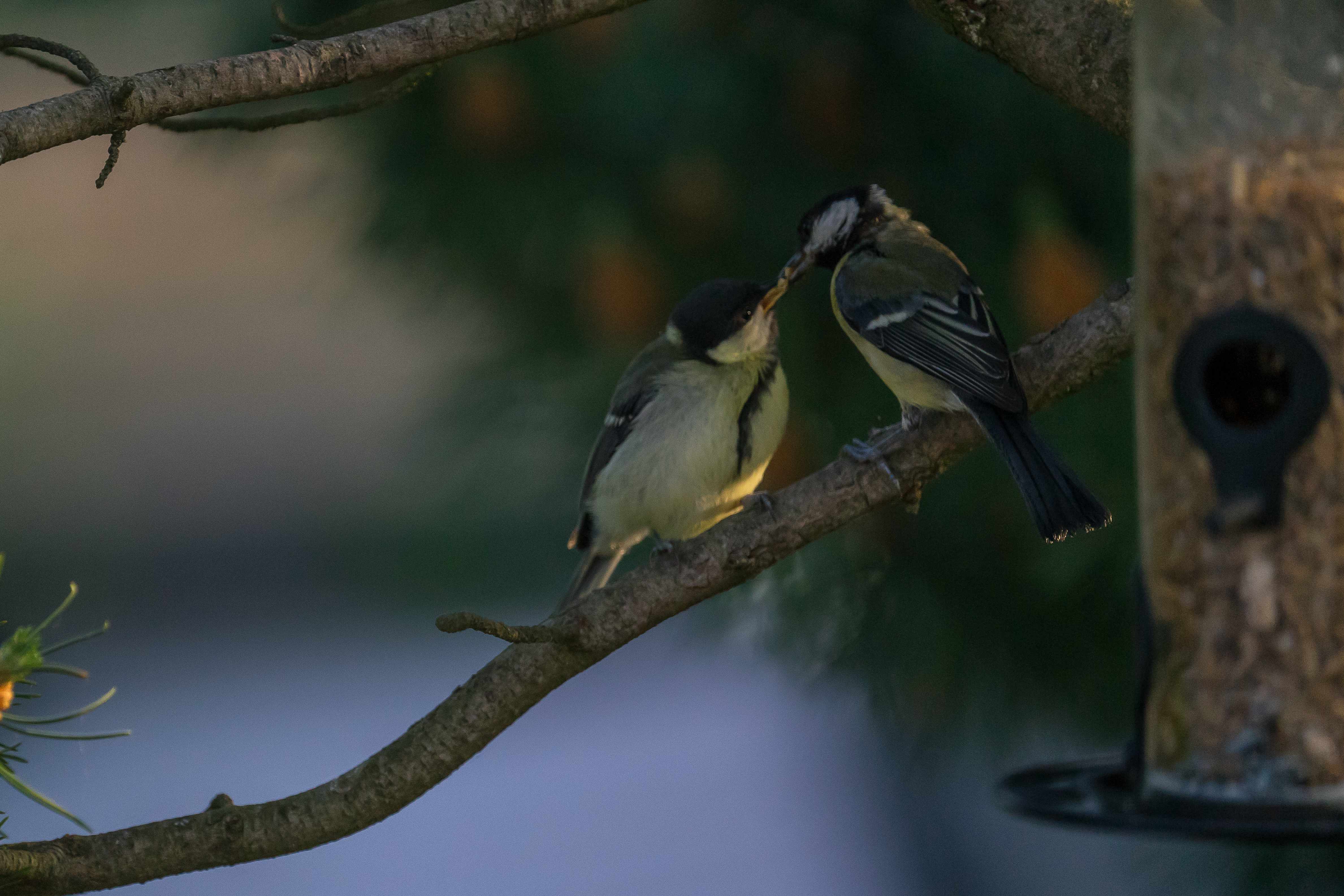 Vogel - Futterspender für Streufutter, klein