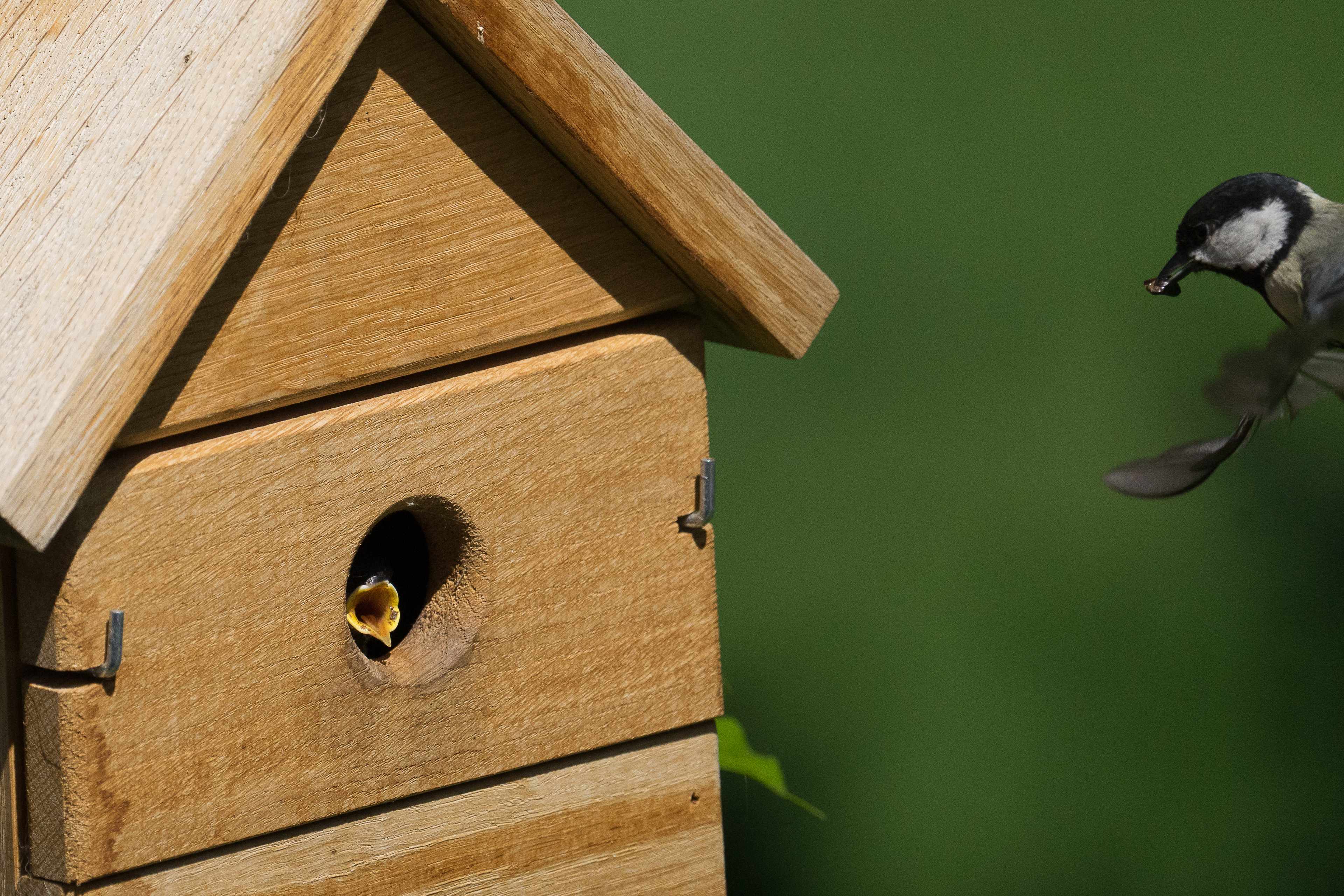 Vogelhaus Multi Nistkasten aus Eiche 