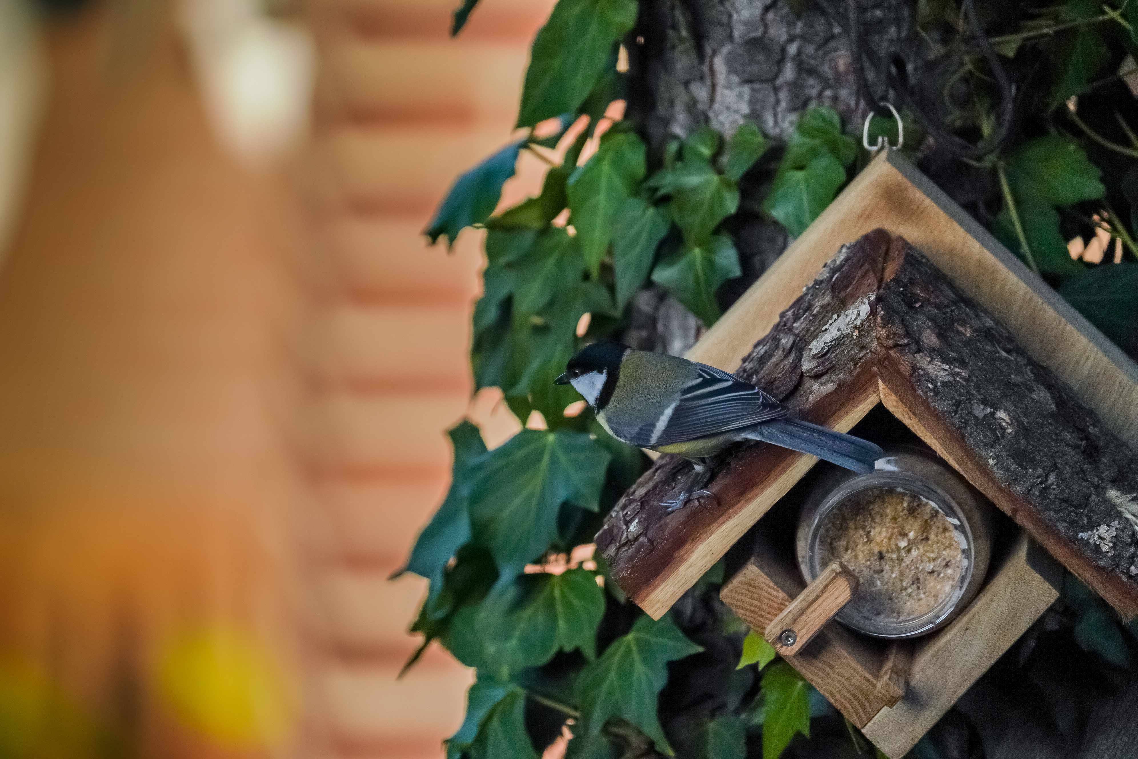 Erdnussbutter für Vögel