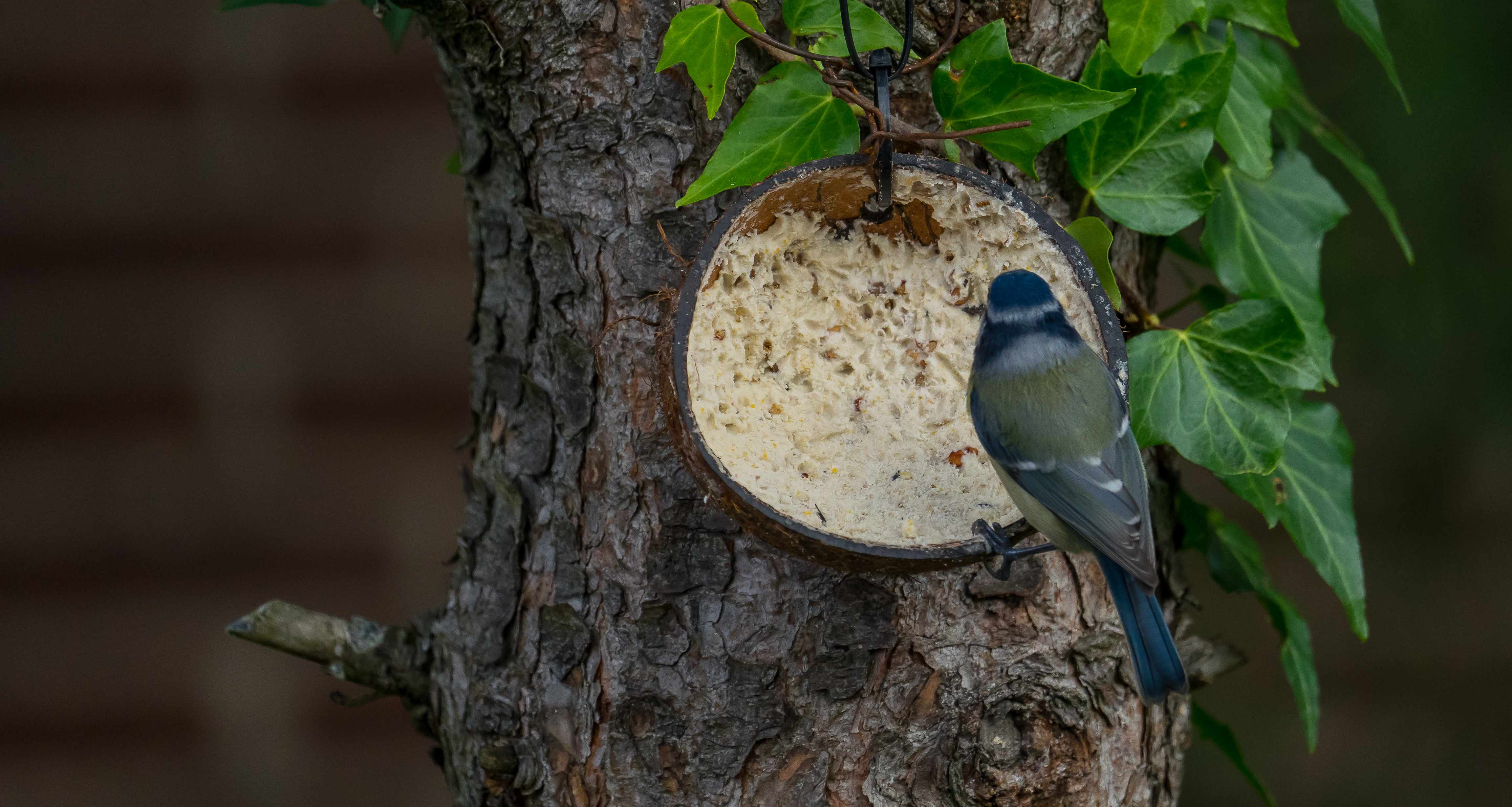 Vogelfutter Vorteils-Set 9