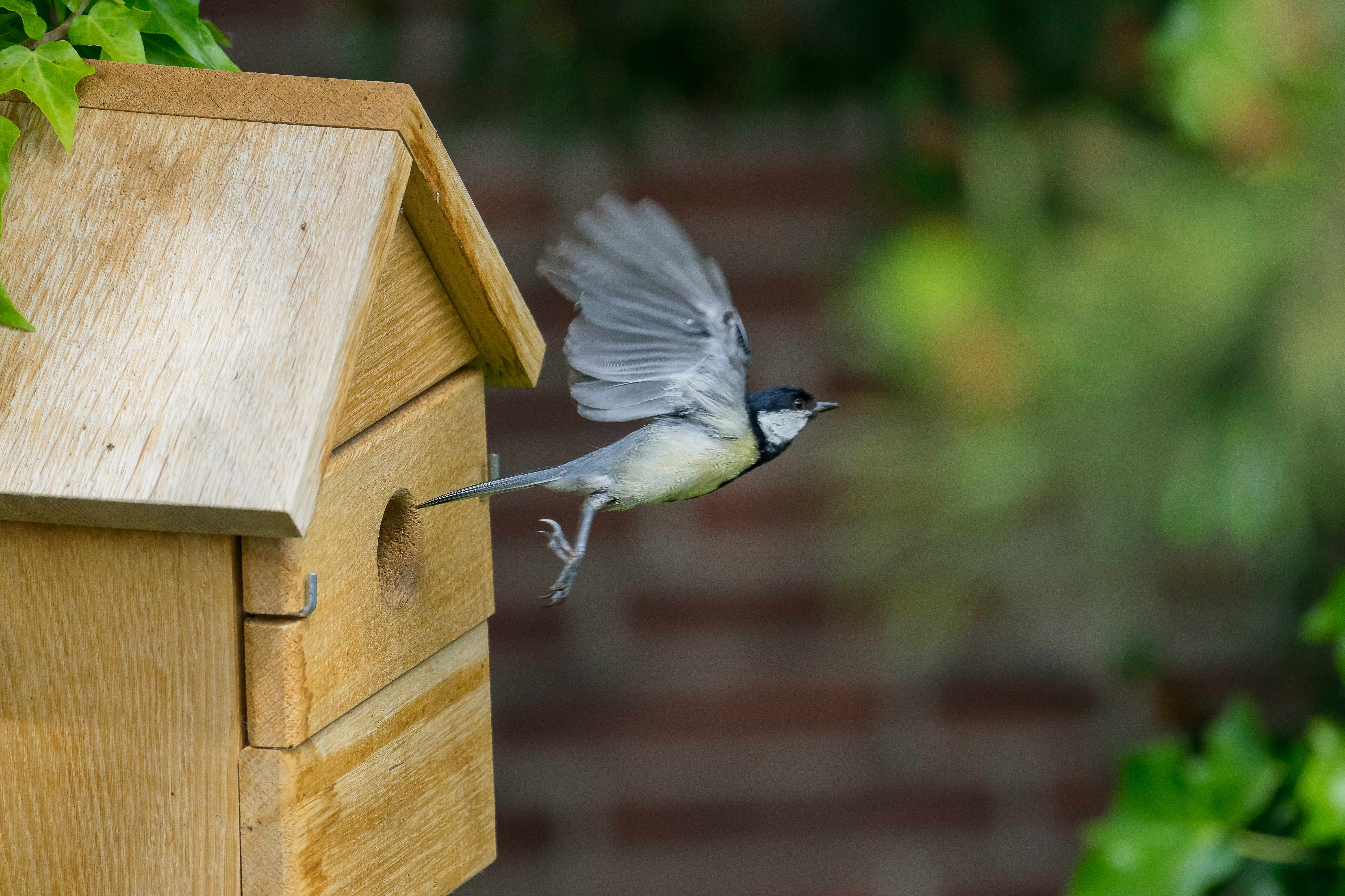 Vogelhaus Multi Nistkasten aus Eiche 