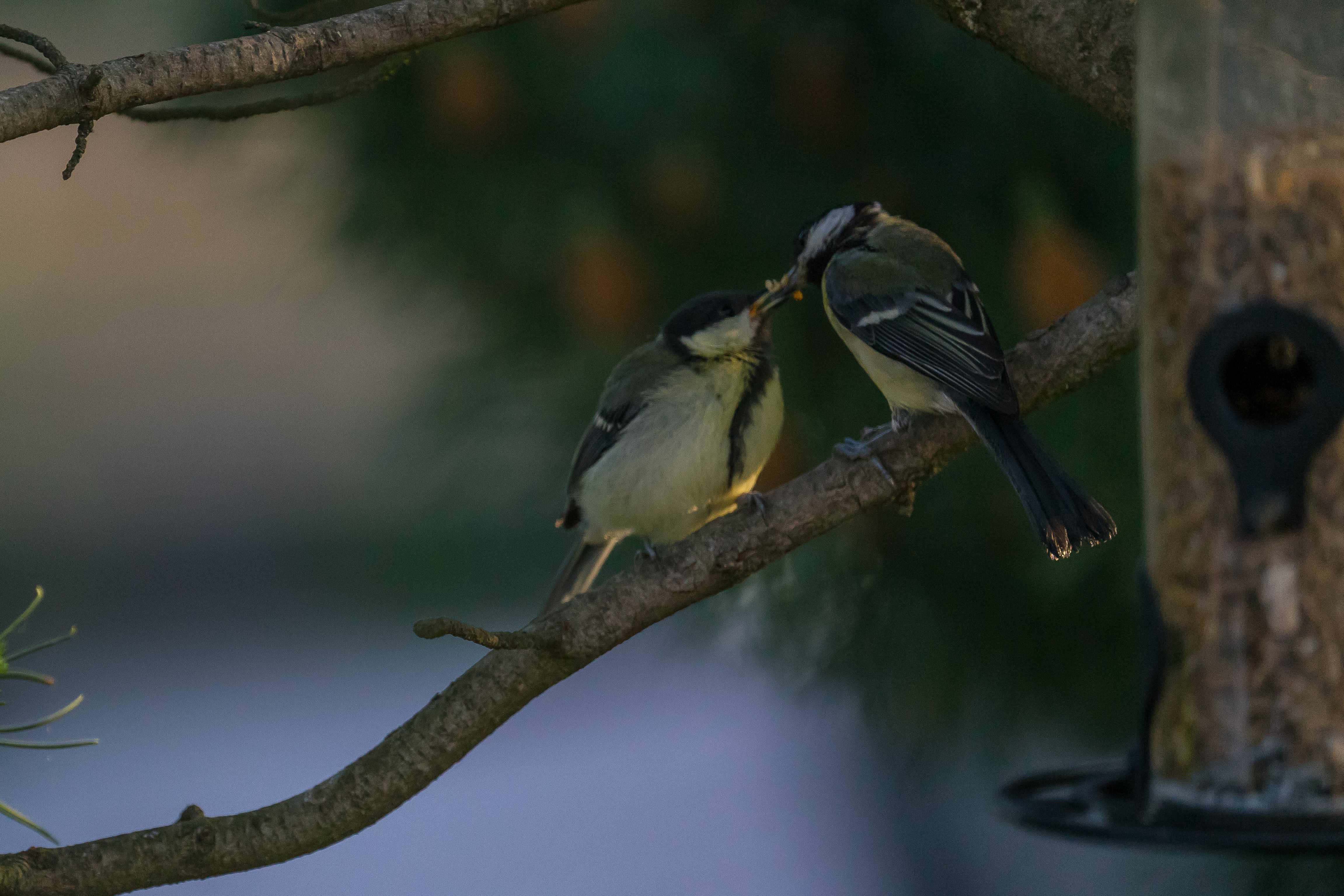 Vogel - Futterspender für Streufutter, klein