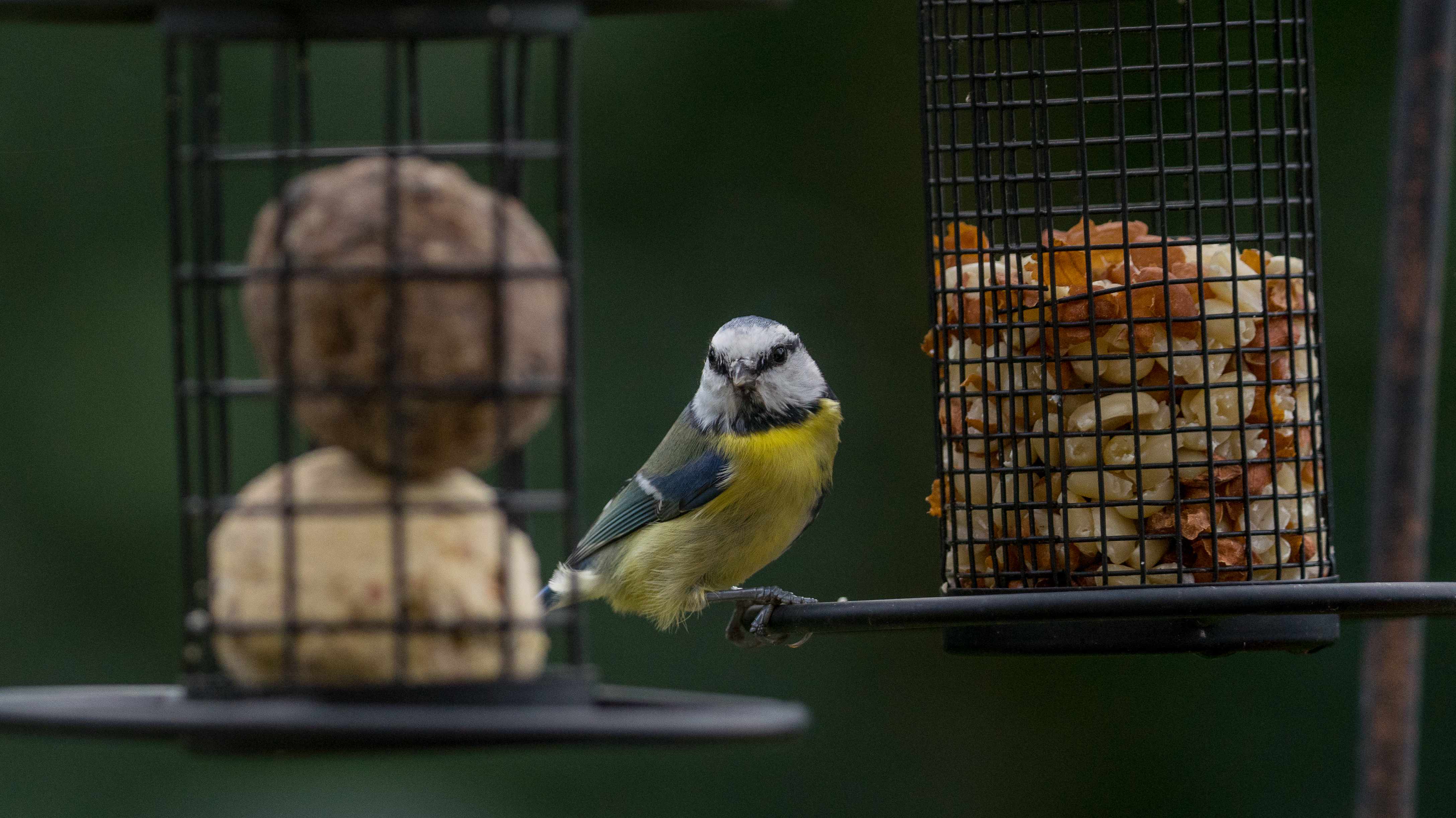 Vogel - Futterspender für Erdnüsse, klein