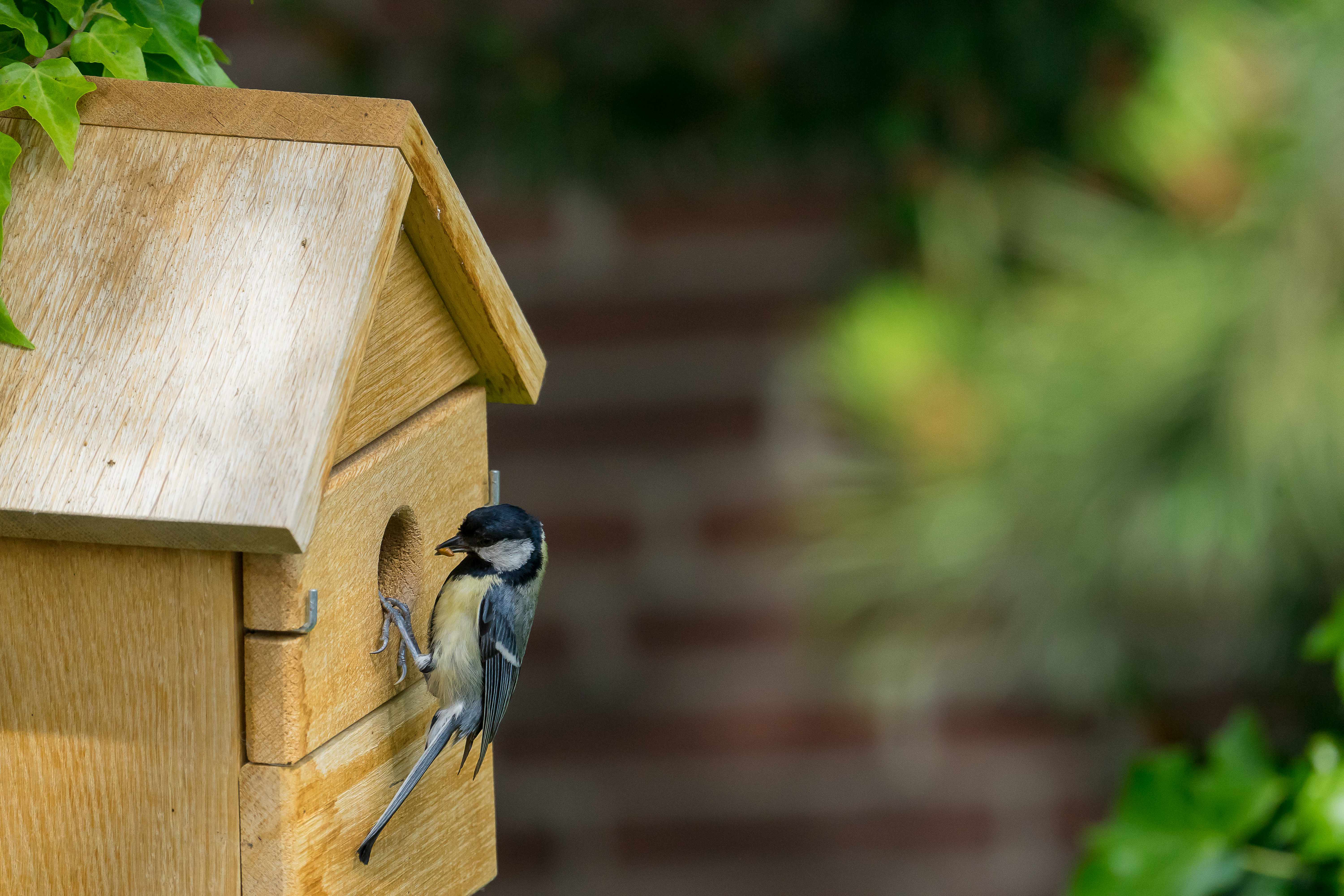 Vogelhaus Multi Nistkasten aus Eiche 