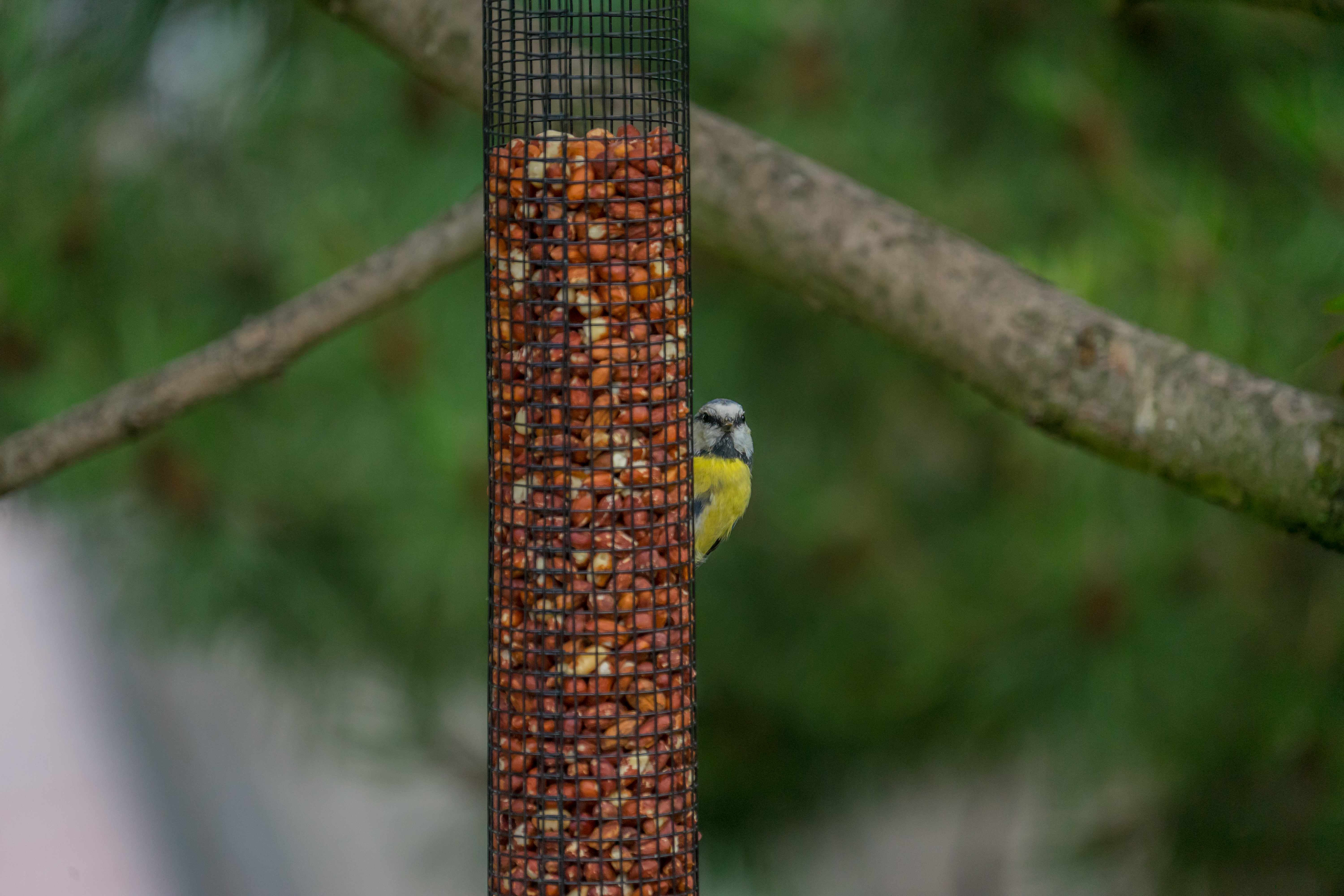 Vogel - Futterspender für Erdnüsse,  52cm hoch 