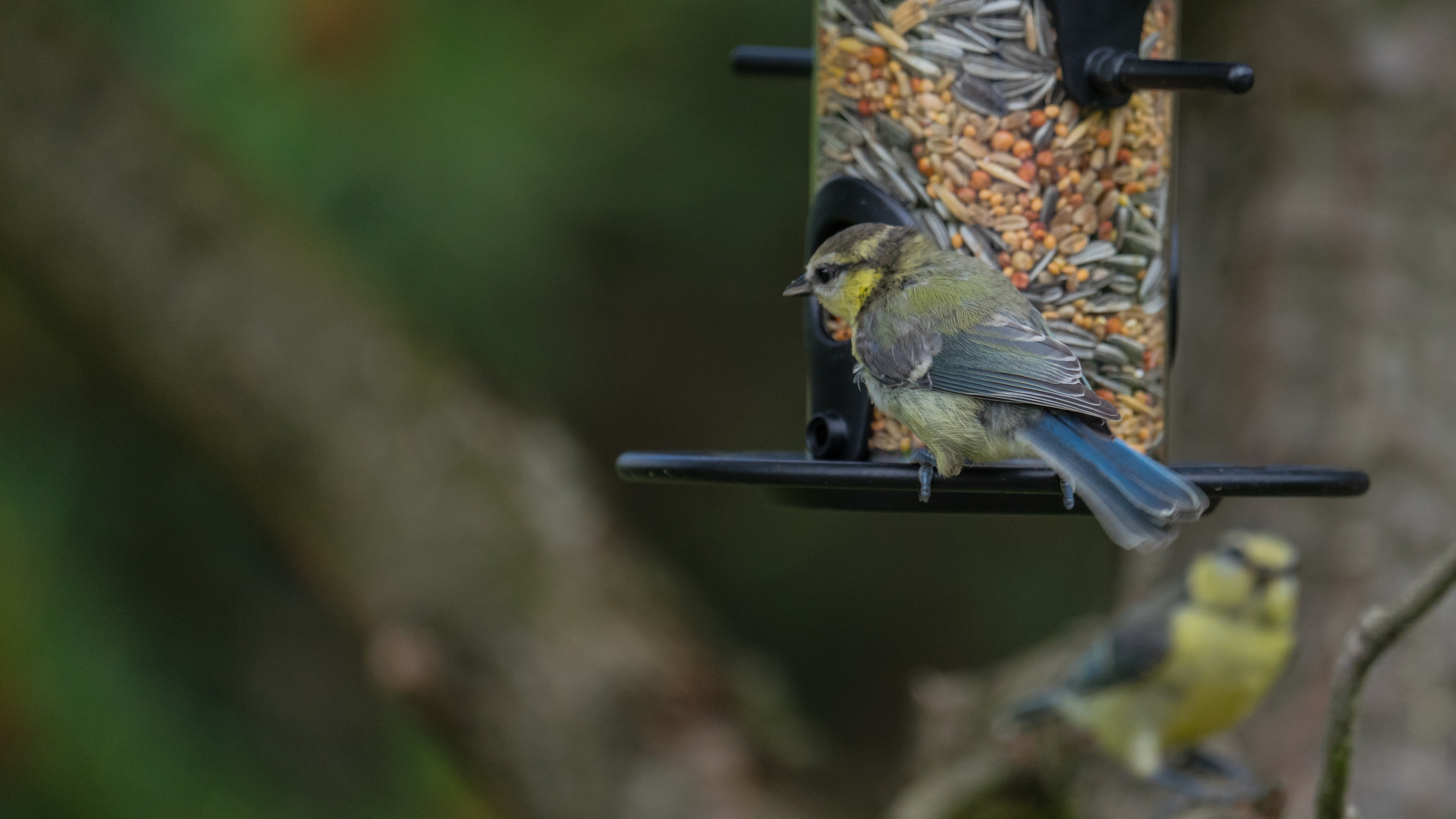 Vogelfutter Vorteils-Set 3 - Streufutter & Meisenködel