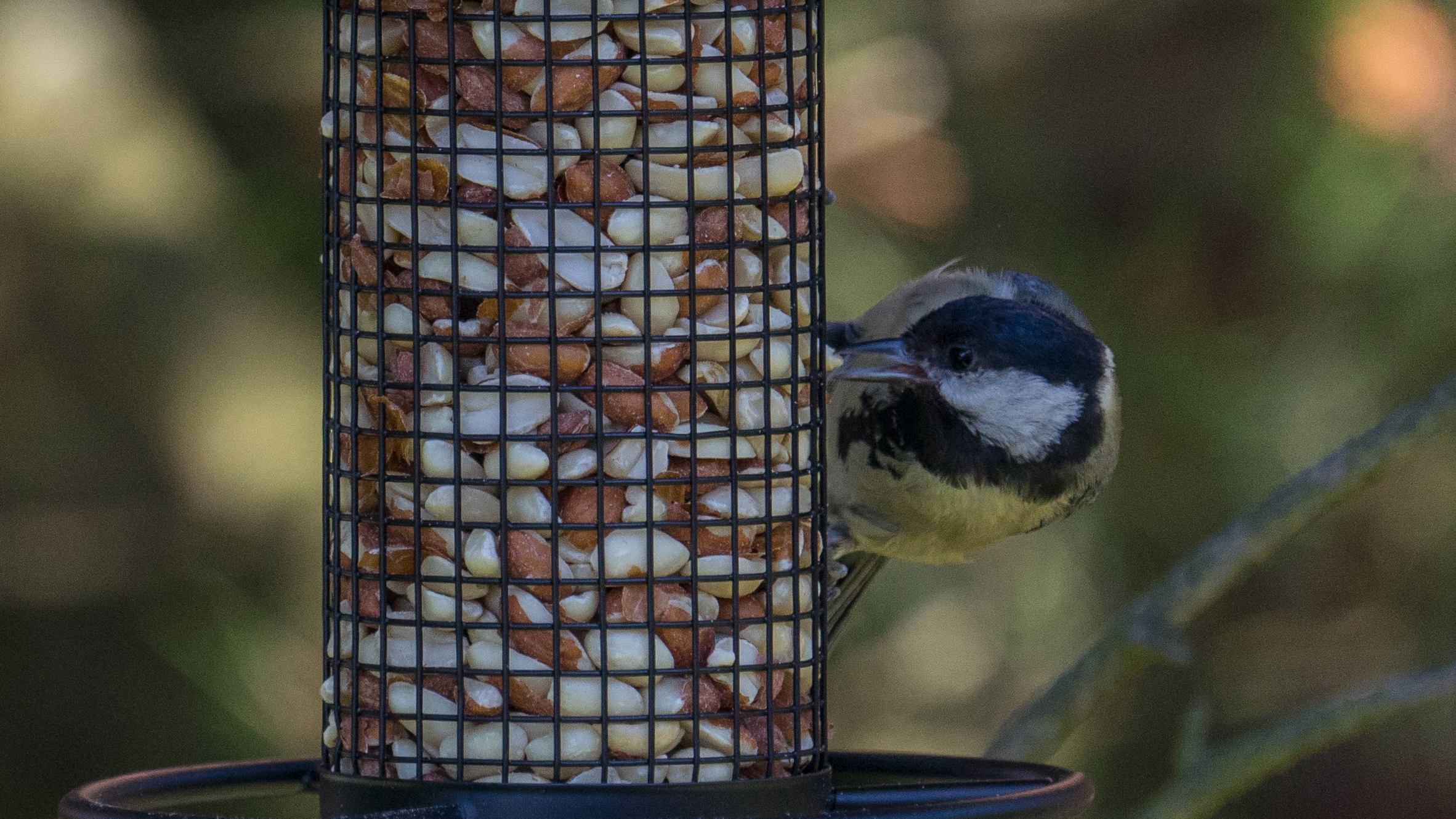 Erdnüsse für Wildvögel 3kg