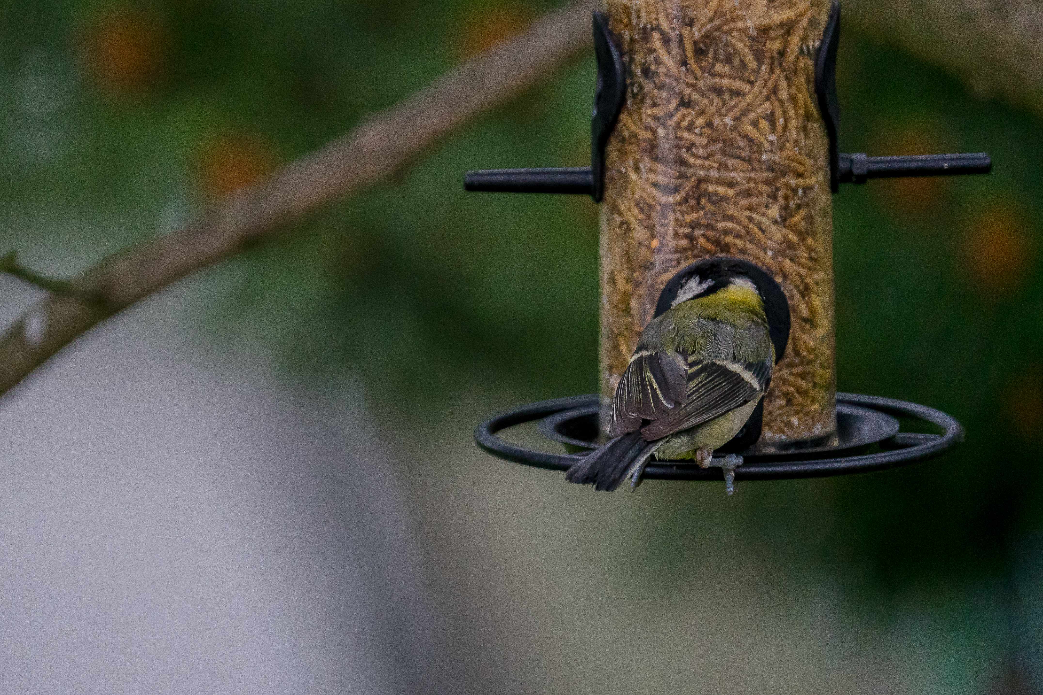 Vogel - Futterspender für Streufutter, klein