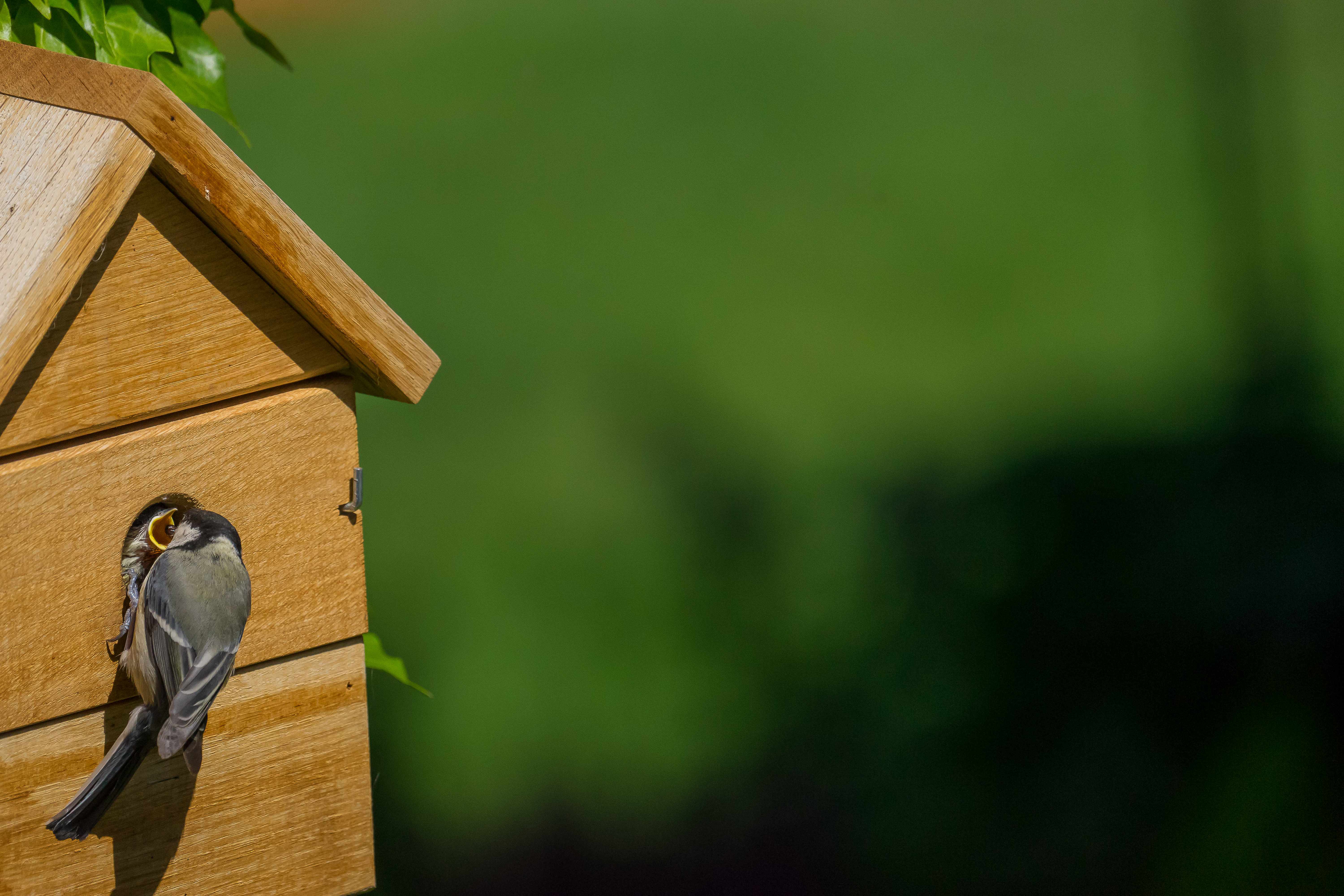 Vogelhaus Multi Nistkasten aus Eiche 