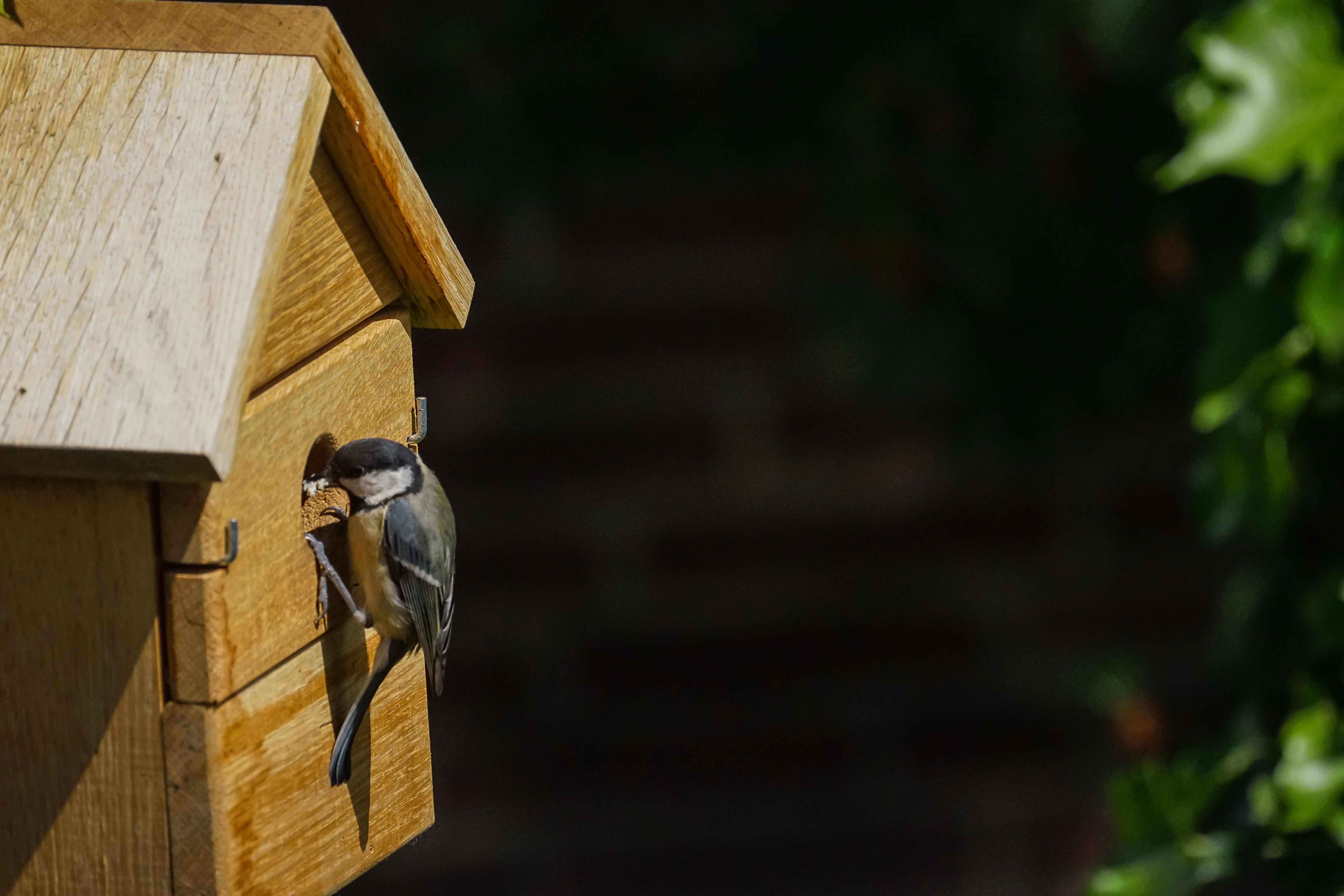 Vogelhaus Multi Nistkasten aus Eiche 