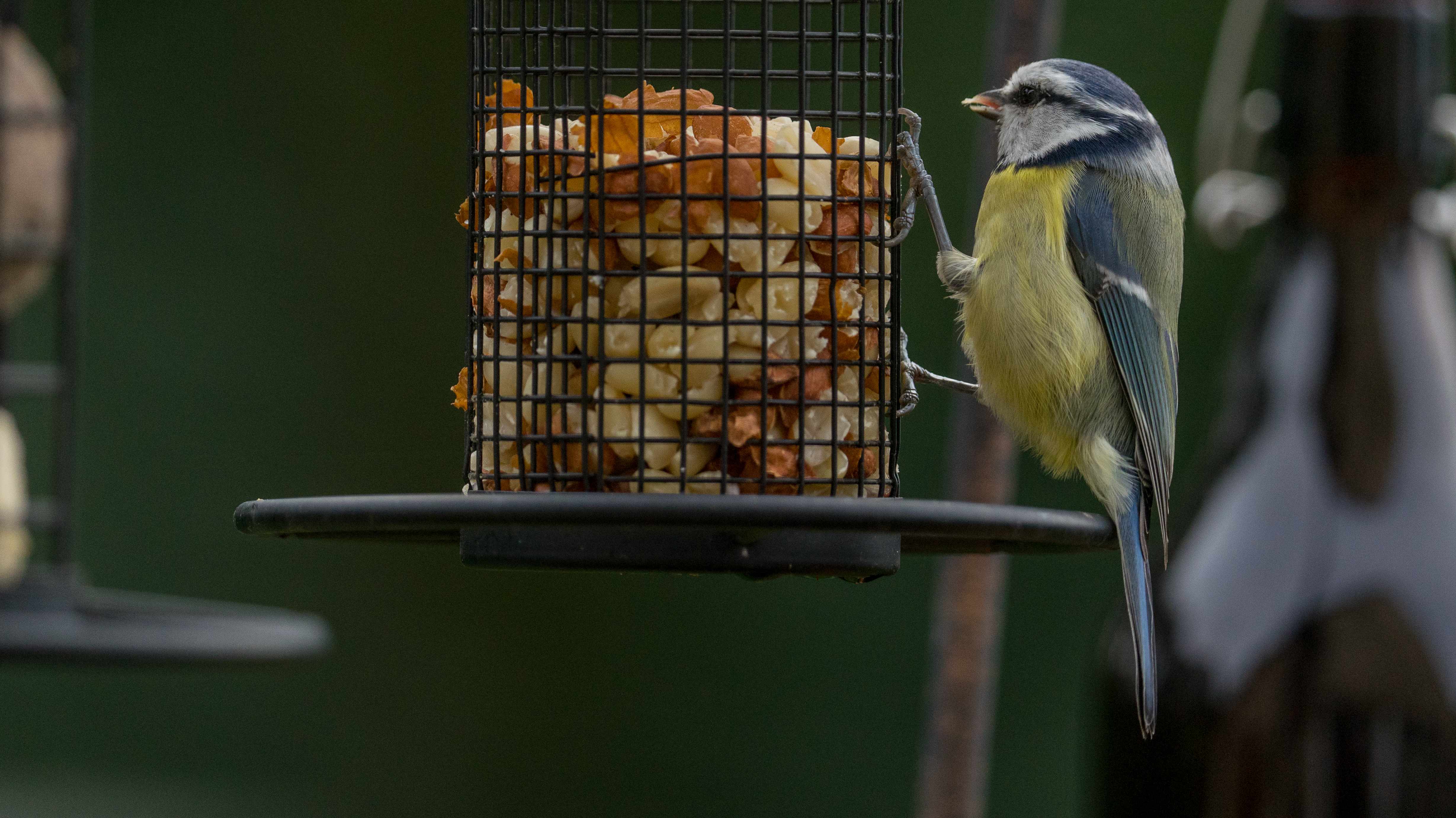 Vogel - Futterspender für Erdnüsse, klein