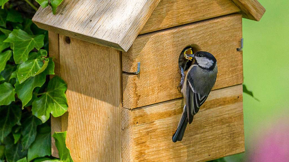 Vogelhaus Multi Nistkasten aus Eiche 