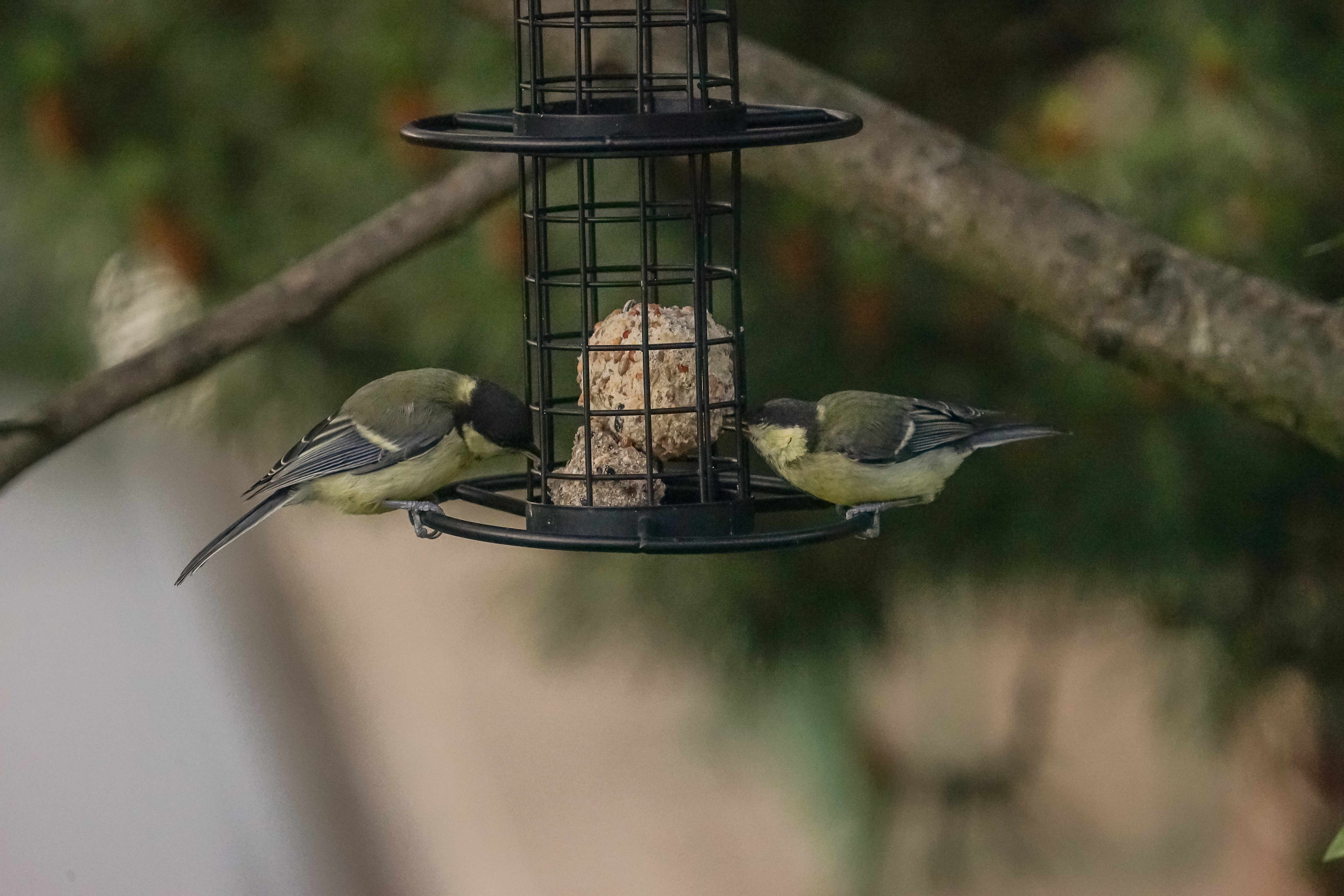 Vogelfutter Vorteils-Set 8  - Knödelpaket