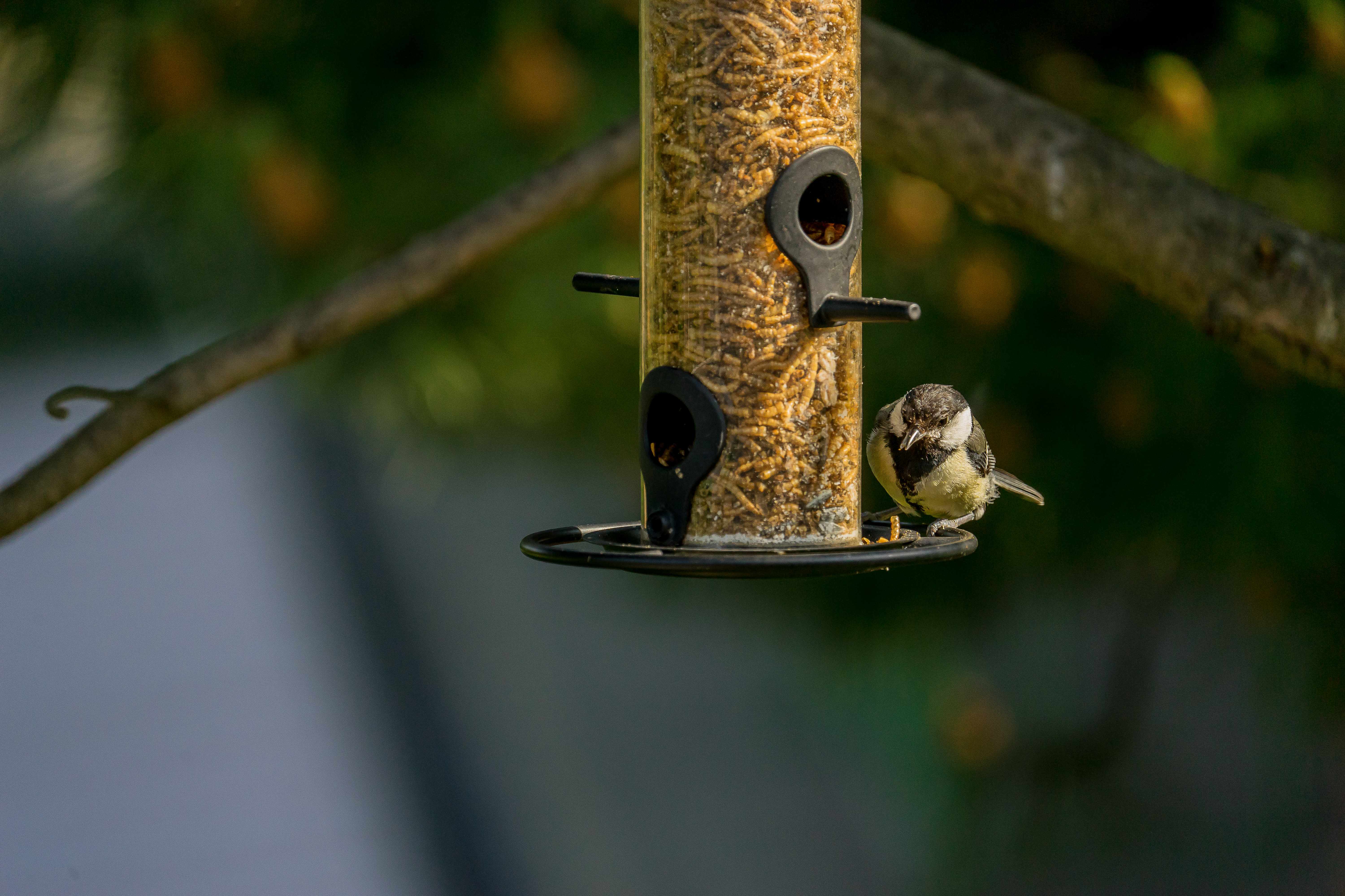 Vogel - Futterspender für Streufutter, klein