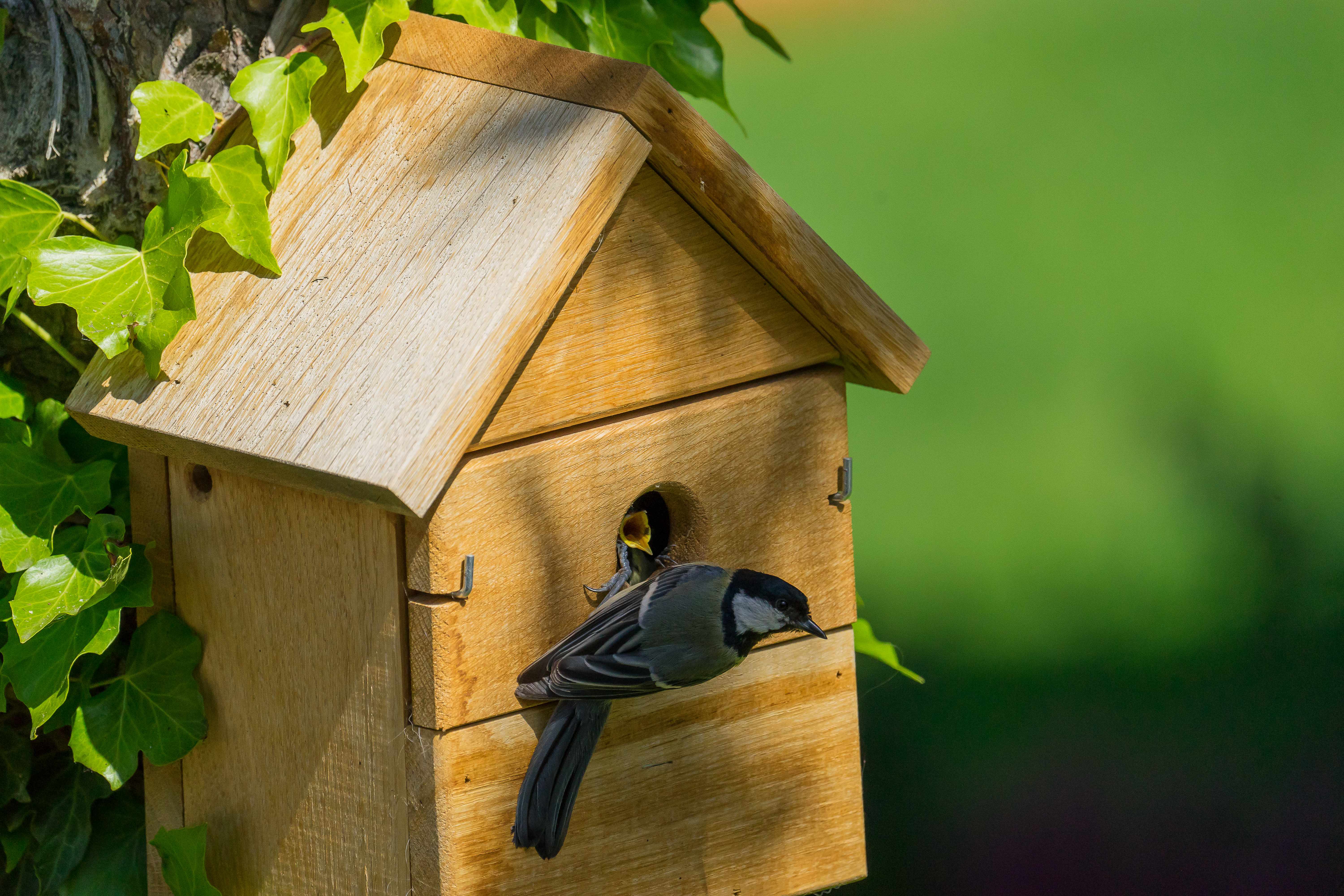 Vogelhaus Multi Nistkasten aus Eiche 