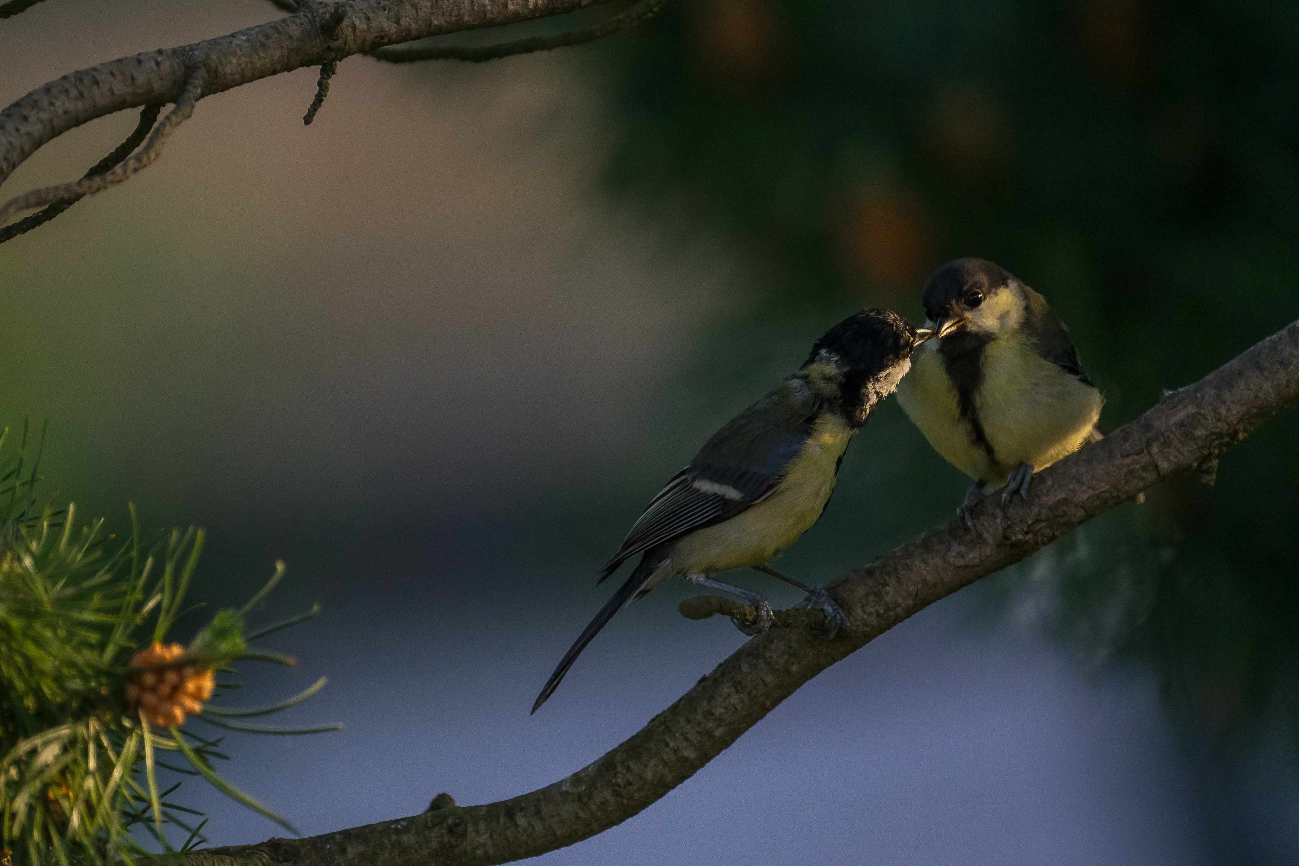 Vogel - Futterspender für Streufutter, klein