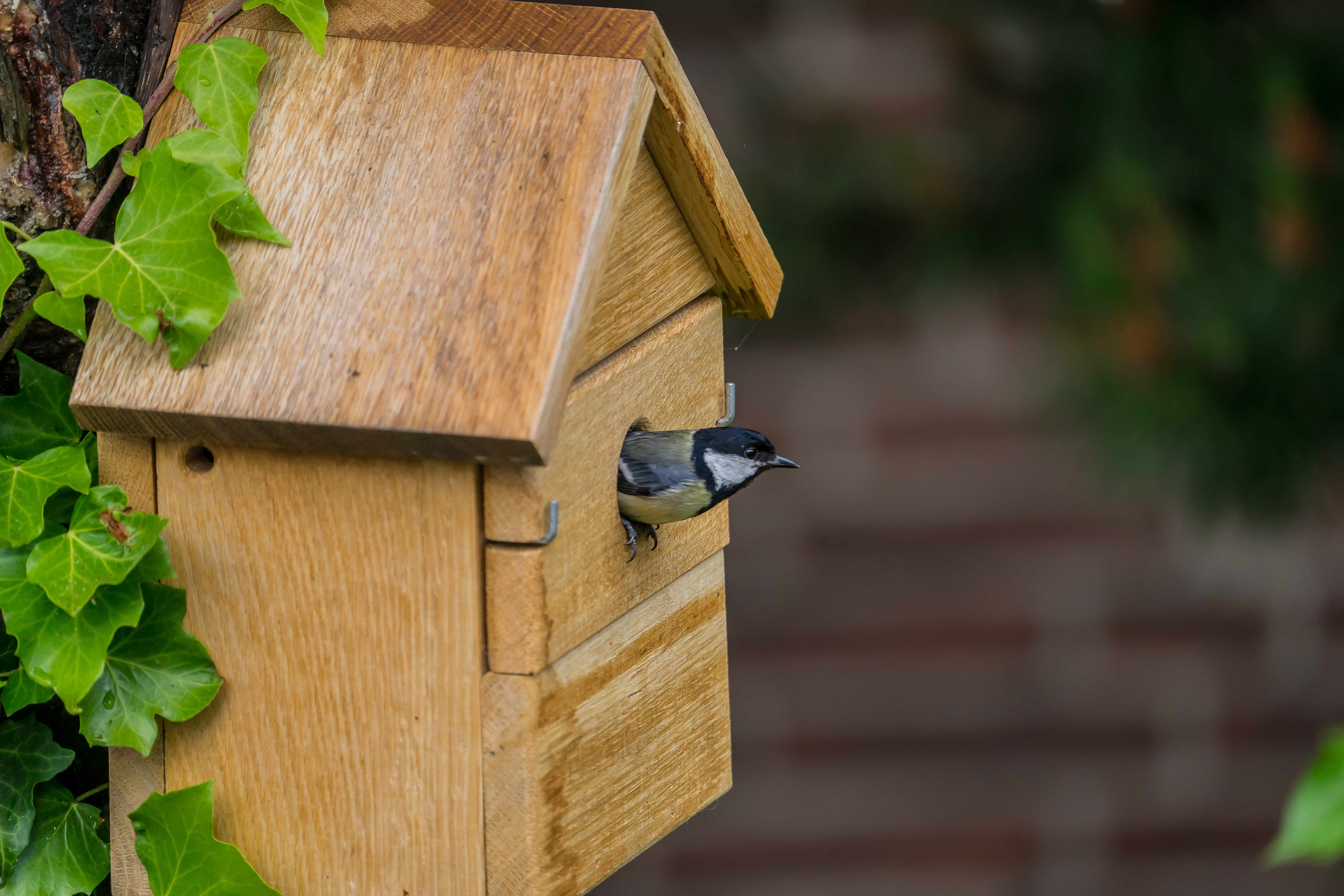 Vogelhaus Multi Nistkasten aus Eiche 