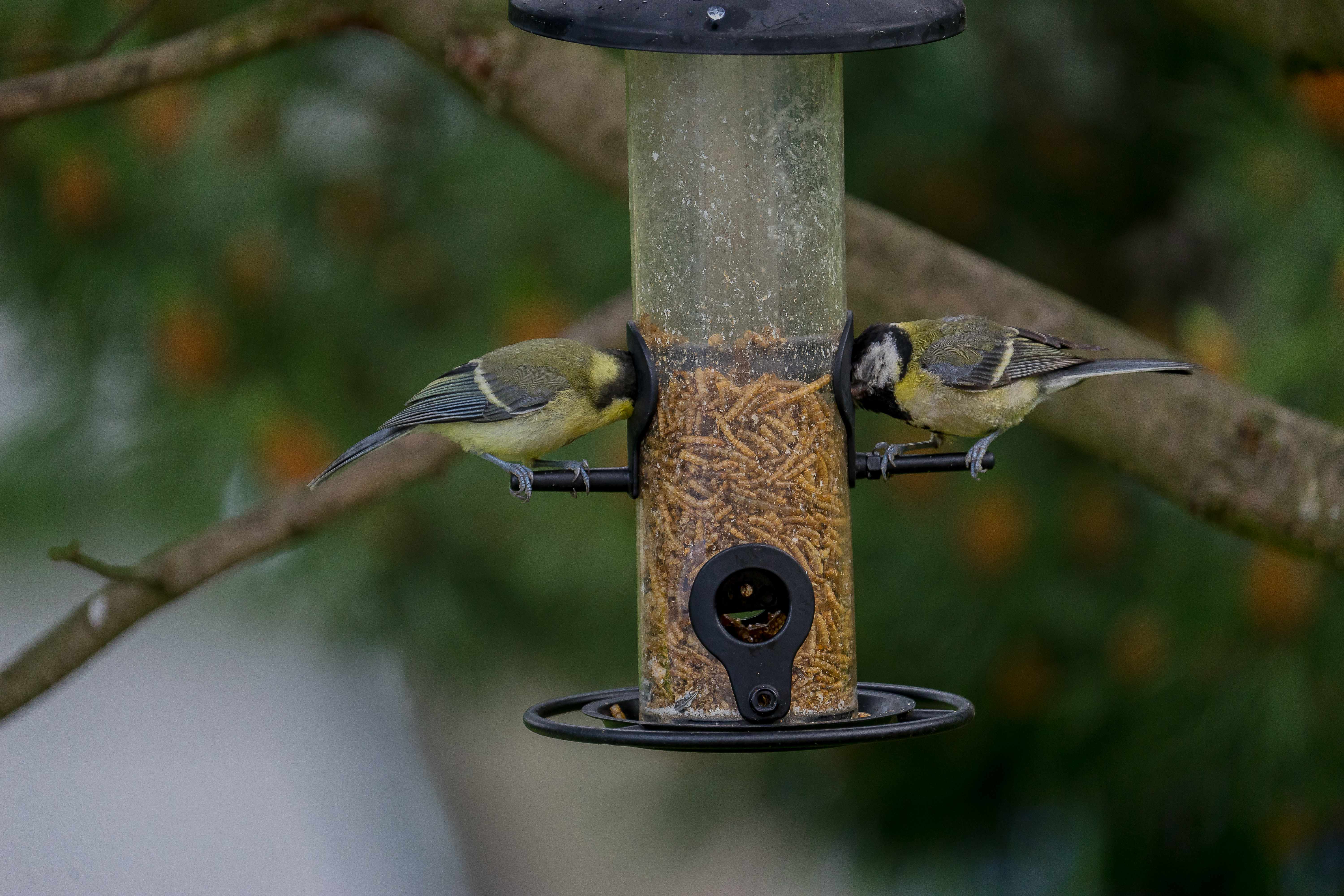 Vogel - Futterspender für Streufutter, klein