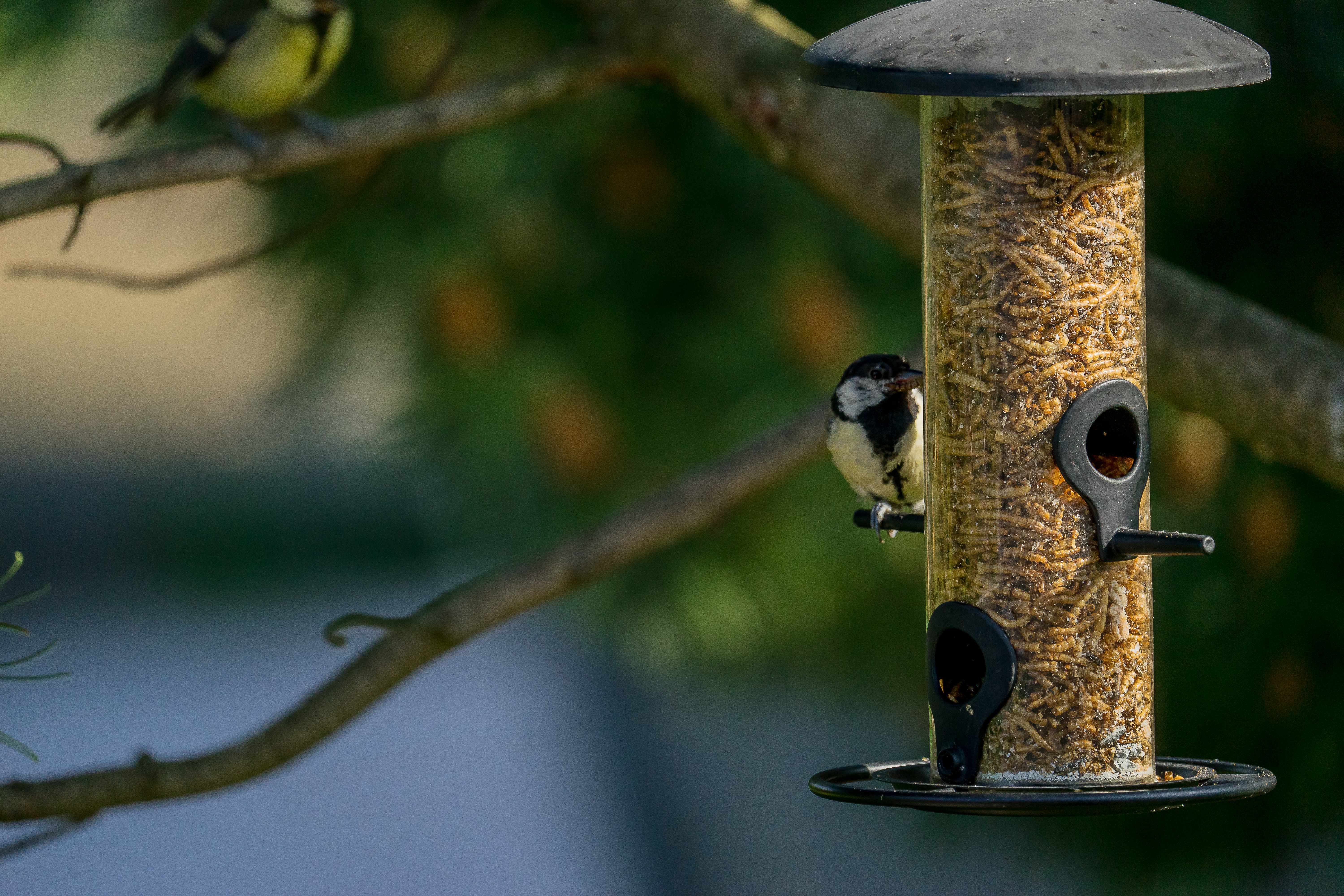 Vogel - Futterspender für Streufutter, klein