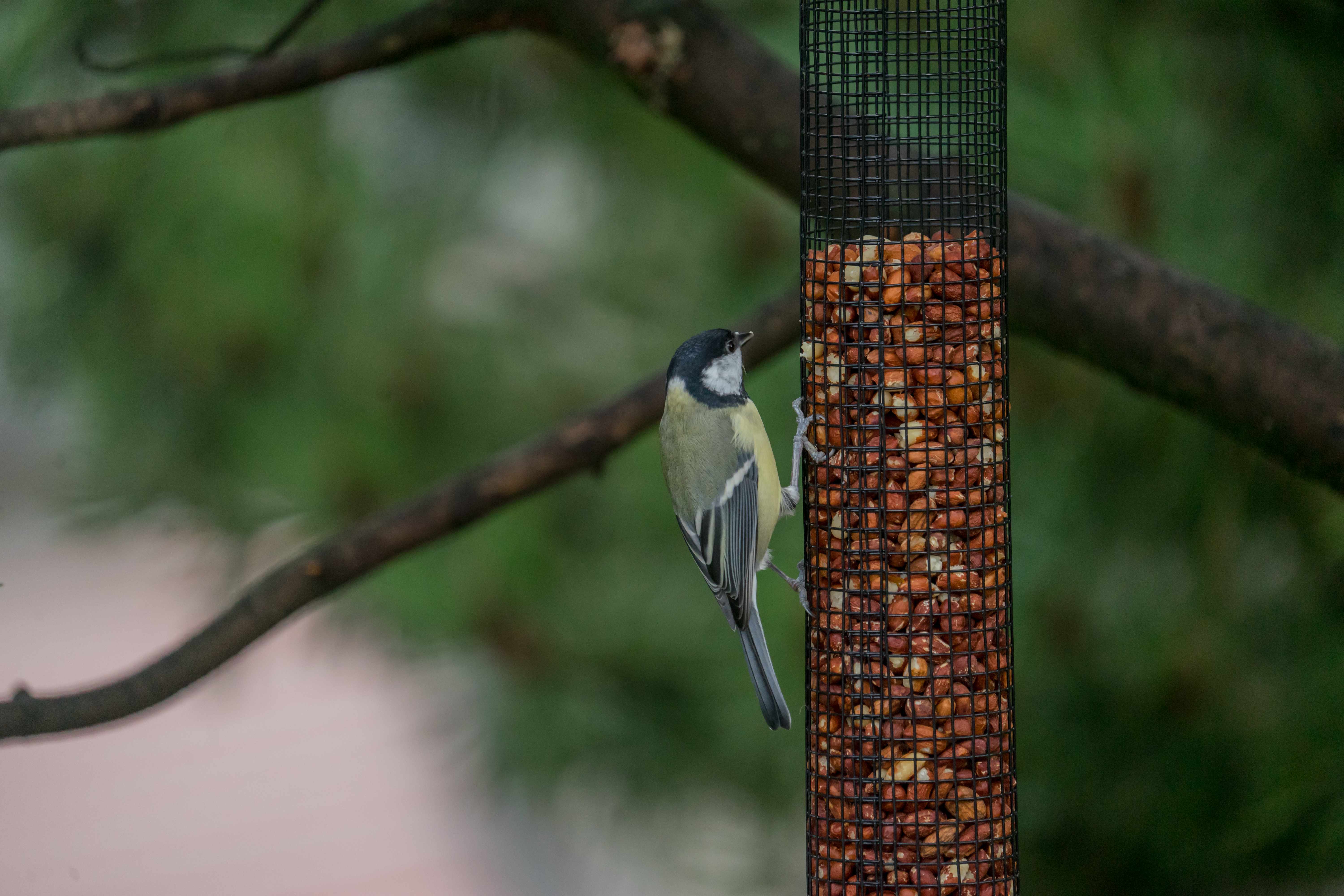 Vogel - Futterspender für Erdnüsse,  52cm hoch 