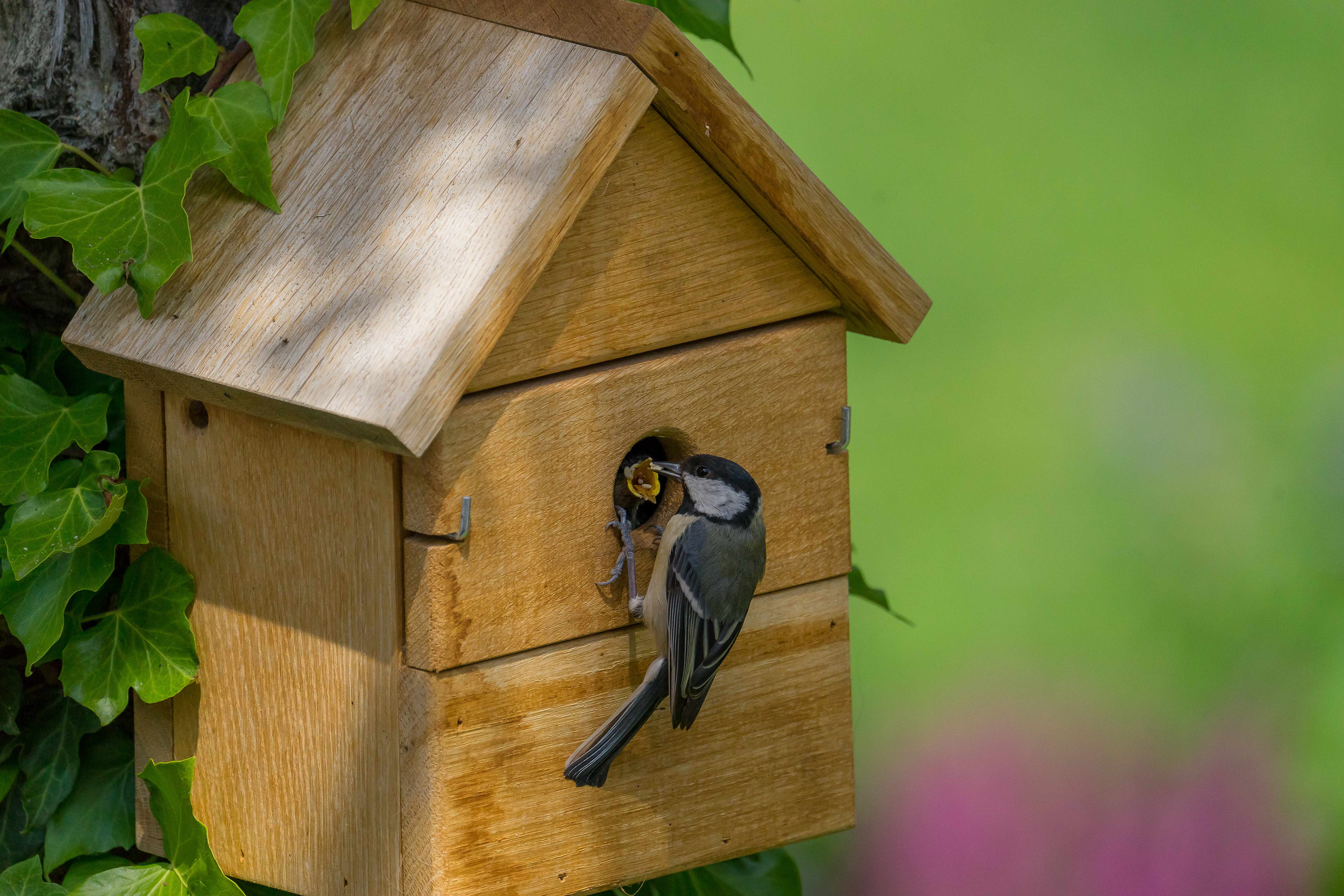 Vogelhaus Multi Nistkasten aus Eiche 