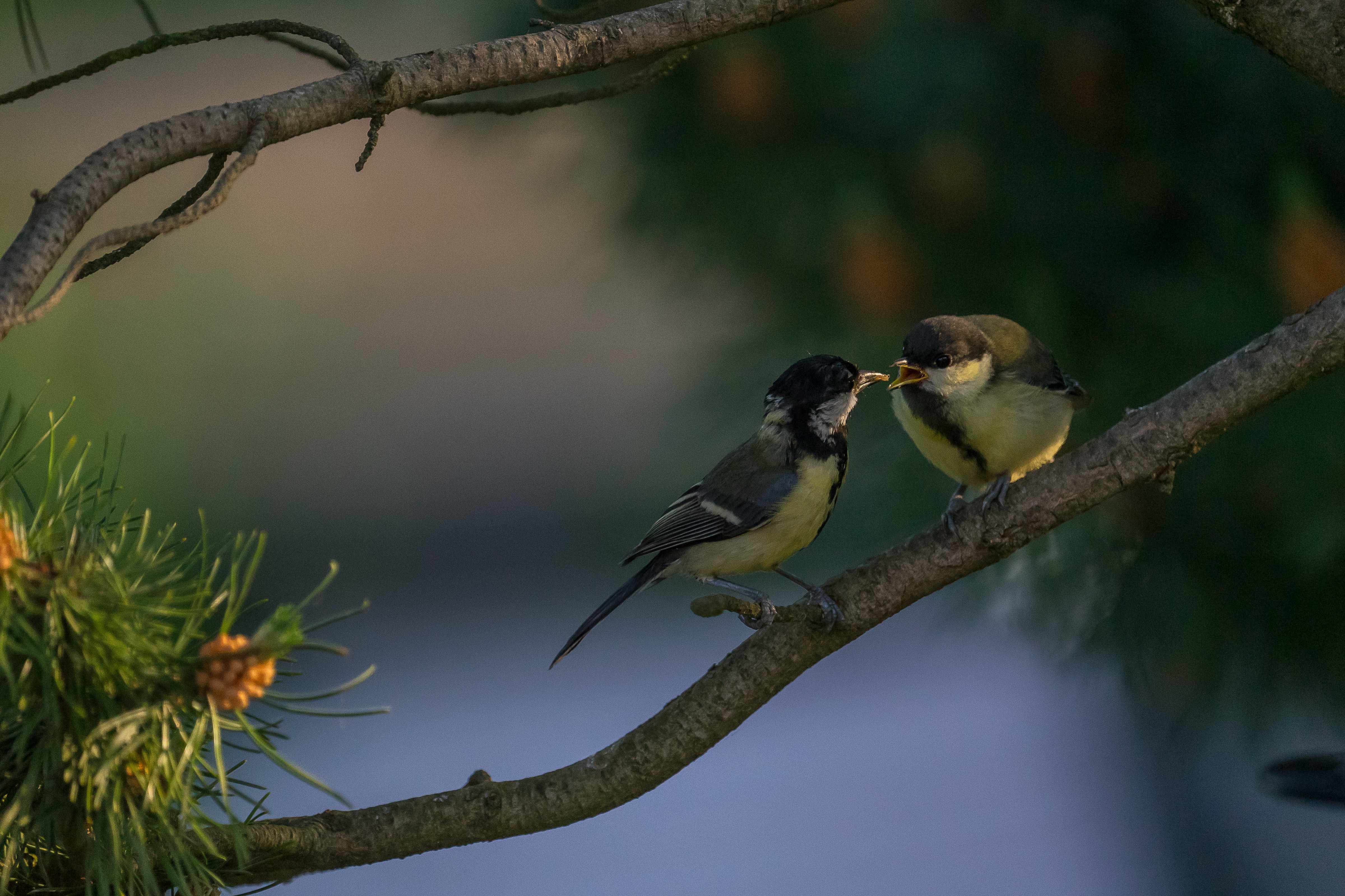 Vogel - Futterspender für Streufutter, klein