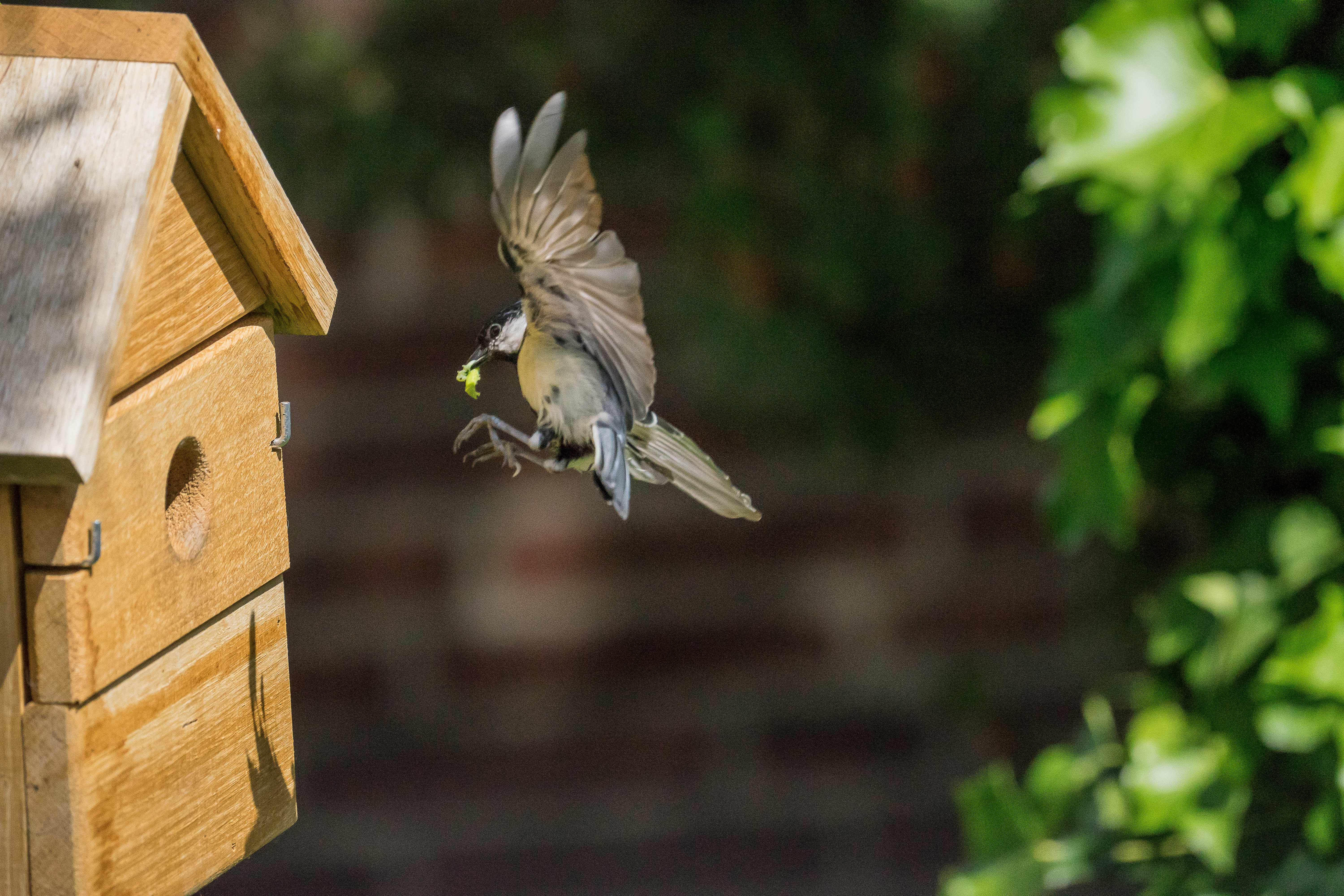 Vogelhaus Multi Nistkasten aus Eiche 