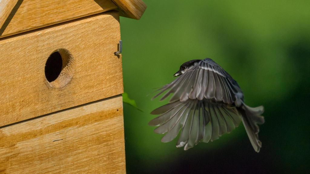 Vogelhaus Multi Nistkasten aus Eiche 